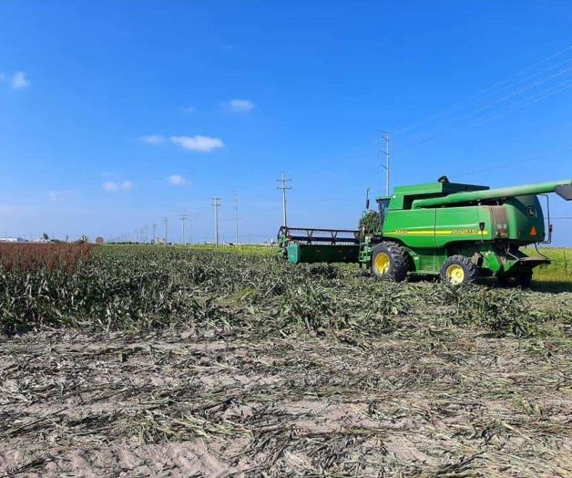 Reciben 42 centros de acopio 370 mil toneladas de sorgo