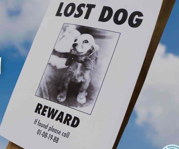 Es Julio el mes de mascotas perdidas Es Julio el mes de mascotas perdidas