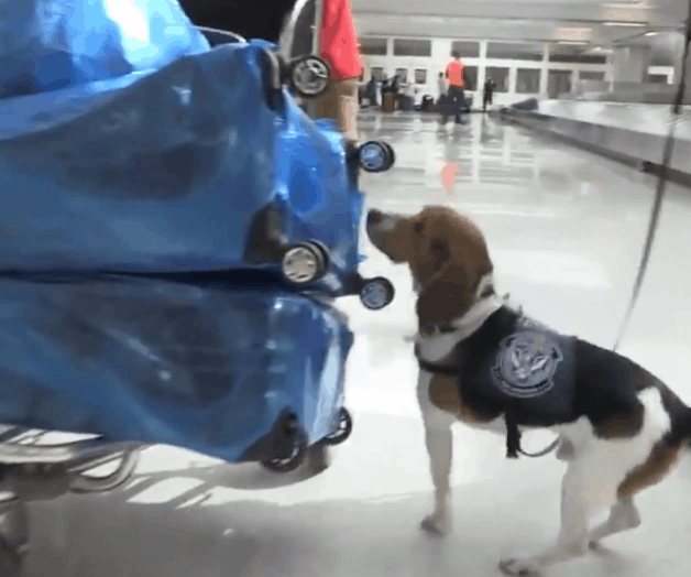 Rastrean amenazas para la agricultura Rastrean amenazas para la agricultura