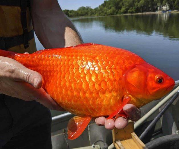 Aparecen peces dorados gigantes en lagos de Minnesota Aparecen peces dorados gigantes en lagos de Minnesota