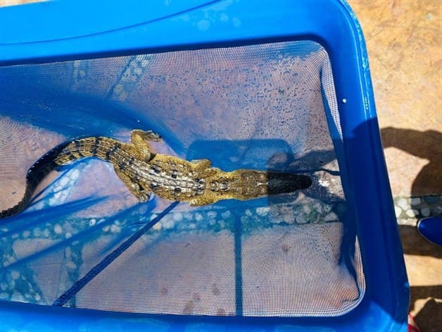 Capturan un cocodrilo dentro de una alberca