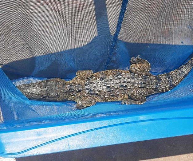 Capturan un cocodrilo dentro de una alberca Capturan un cocodrilo dentro de una alberca