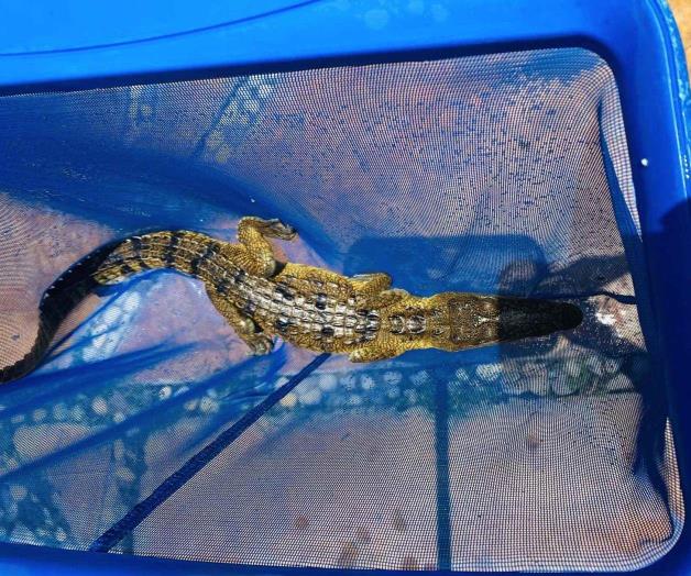 Se ‘bañaba’ cocodrilo en la alberca de club Se ‘bañaba’ cocodrilo en la alberca de club