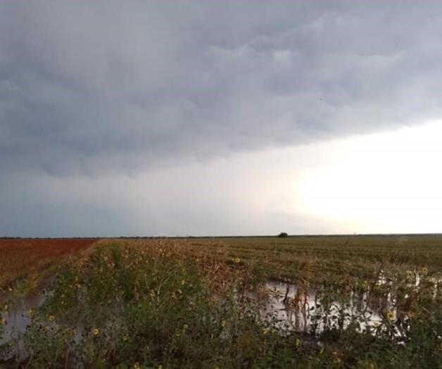 Sorgo renace por exceso de humedad