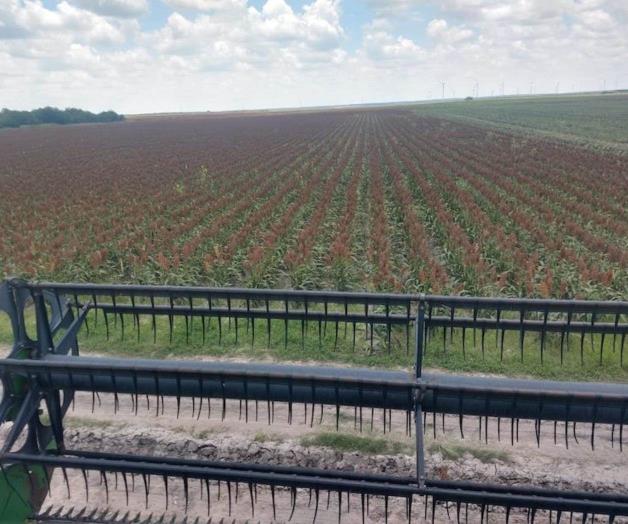 Baja precio de sorgo Baja precio de sorgo