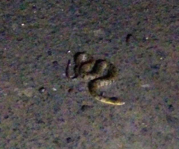 Invaden serpientes la Azteca y Satélite