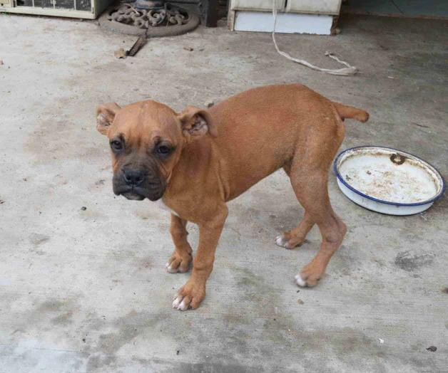 Recomienda veterinario proteger a las mascotas Recomienda veterinario proteger a las mascotas