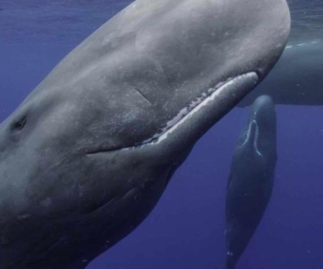 Las ballenas, una historia tan grande como el mundo