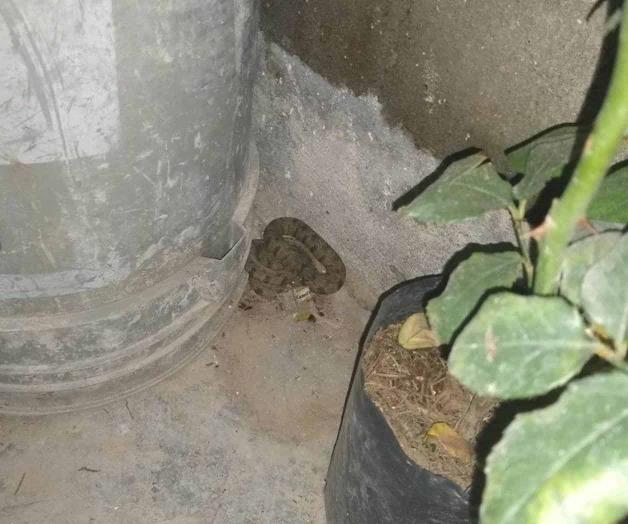 Alerta por presencia de víboras Alerta por presencia de víboras