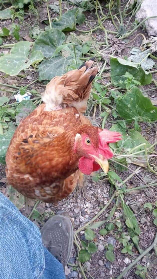 Propone Colectivo ecologista producción de huevo orgánico Propone Colectivo ecologista producción de huevo orgánico