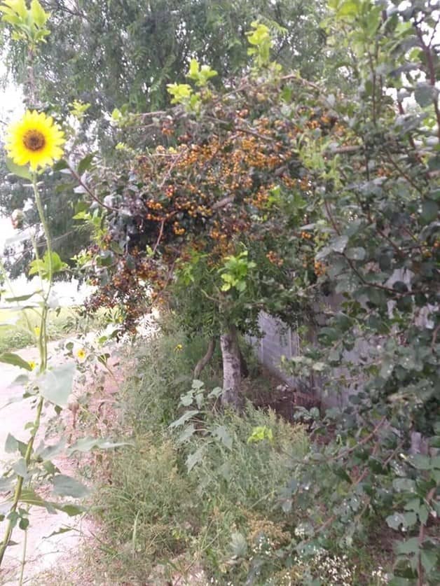 Propone Colectivo ecologista producción de huevo orgánico