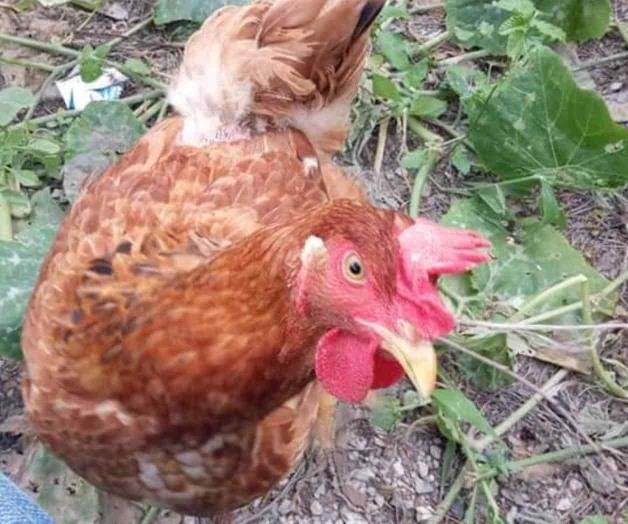 Impulsan producción del huevo orgánico Impulsan producción del huevo orgánico