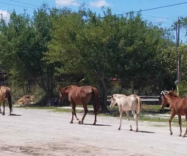 Genera molestia ganado suelto Genera molestia ganado suelto