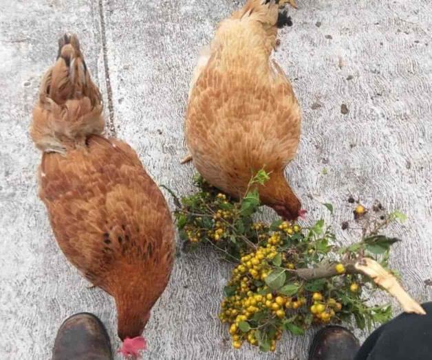 Propone Colectivo ecologista producción de huevo orgánico Propone Colectivo ecologista producción de huevo orgánico