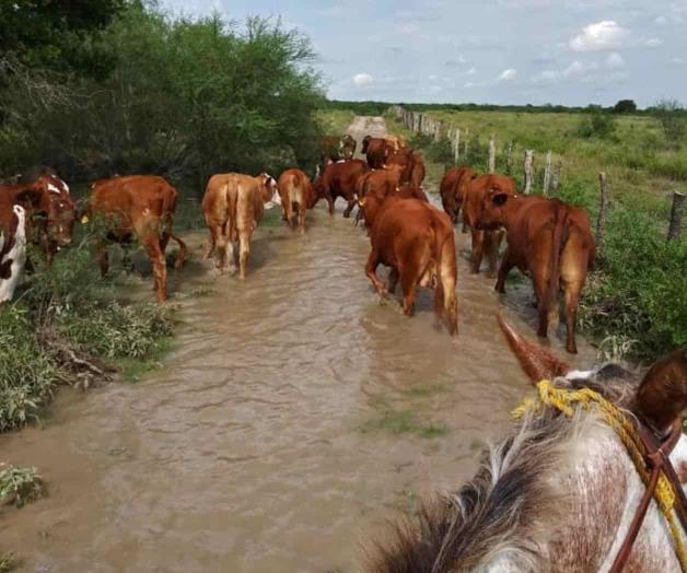 Beneficia lluvia al campo Beneficia lluvia al campo