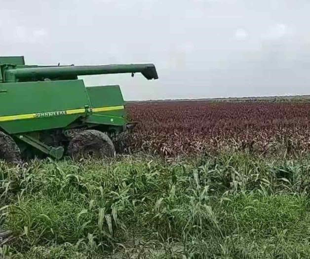 Con dificultades avanzan en trillas Con dificultades avanzan en trillas