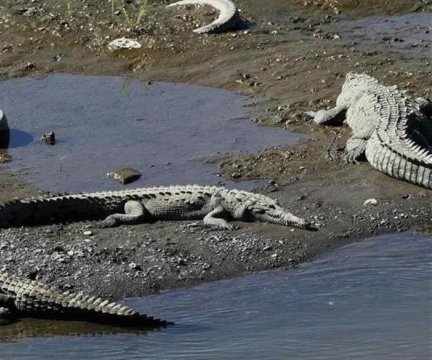 Reubicarán a cocodrilos