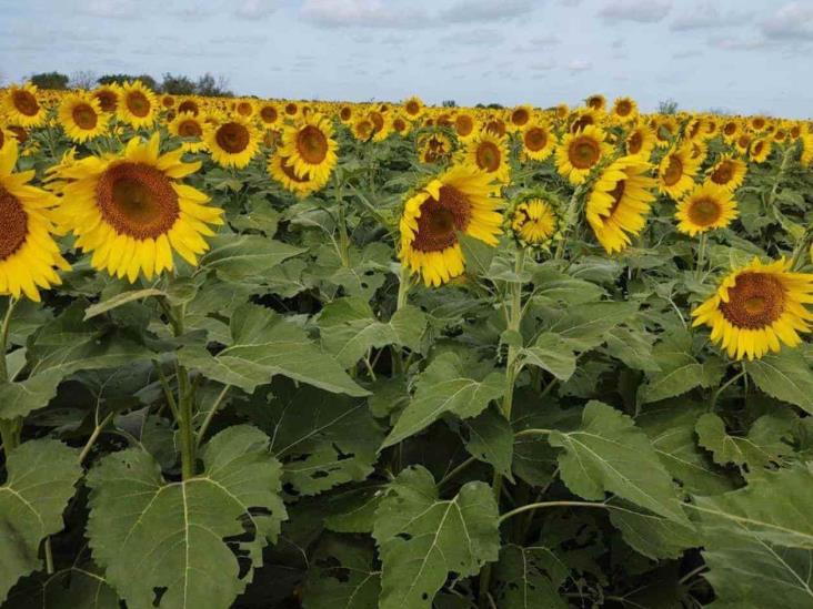 Recomiendan sembrar girasol