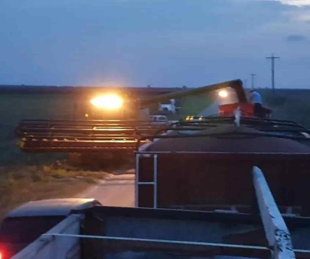 Mejoran condiciones para trillas de sorgo Mejoran condiciones para trillas de sorgo