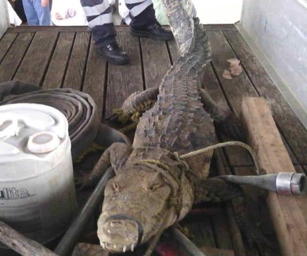 Espanta cocodrilo a los peatones Espanta cocodrilo a los peatones