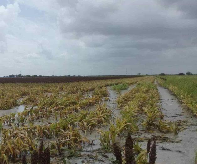 Bajo el agua 300 mil hectáreas de sorgo