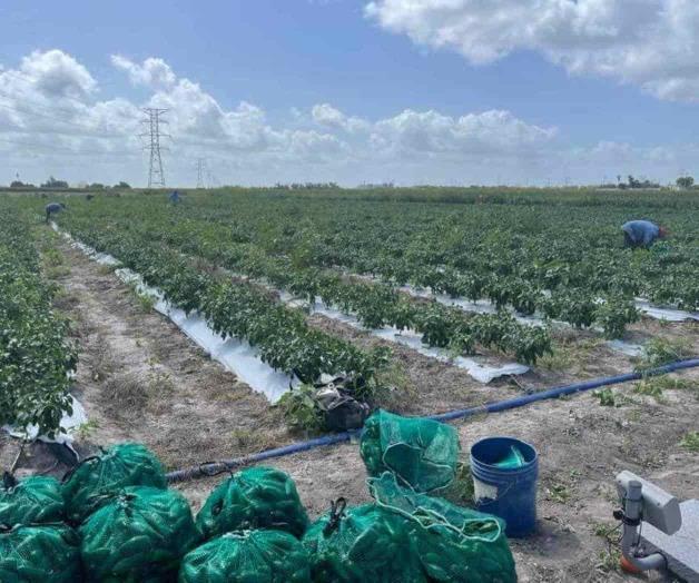 Finaliza cosecha de chile jalapeño Finaliza cosecha de chile jalapeño