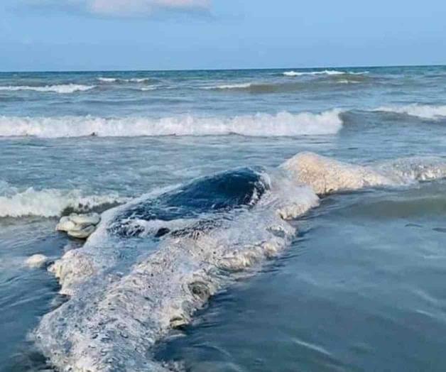 Hallan muerta una cría de ballena en la playa Bagdad Hallan muerta una cría de ballena en la playa Bagdad