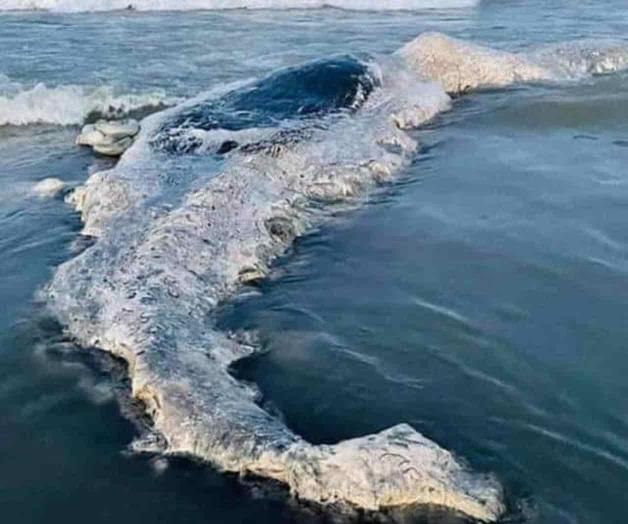 Hallan muerta cría de ballena Hallan muerta cría de ballena