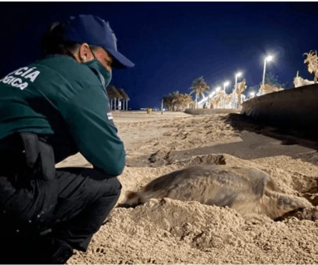 Playas yucatecas, escenario de desove de tortuga carey