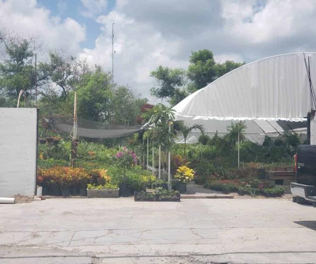 Esperan viveros mejora del clima