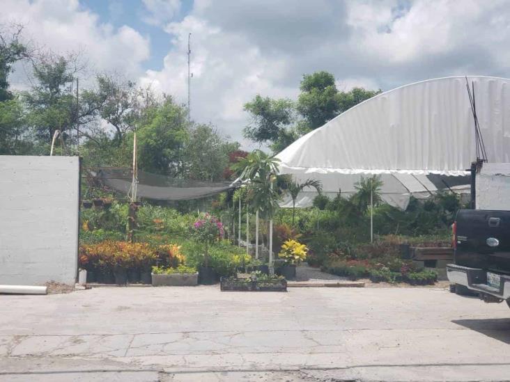 Esperan viveros mejora del clima Esperan viveros mejora del clima