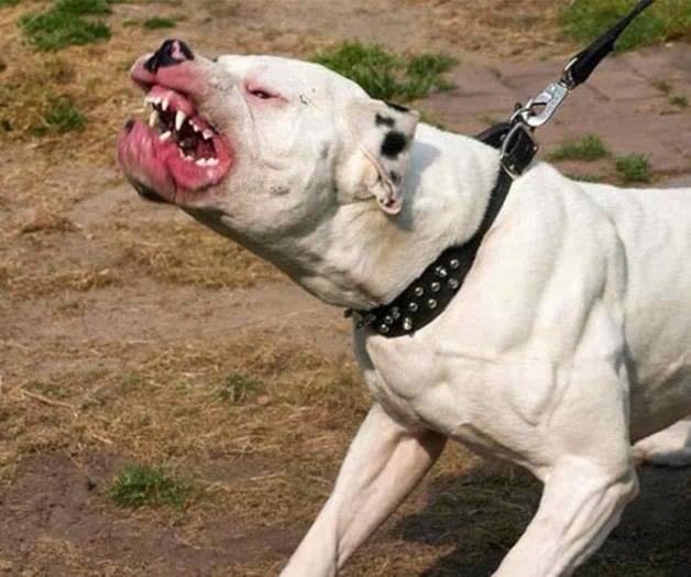 Niño de 3 años muere tras ser atacado por un pitbull en Querétaro Niño de 3 años muere tras ser atacado por un pitbull en Querétaro