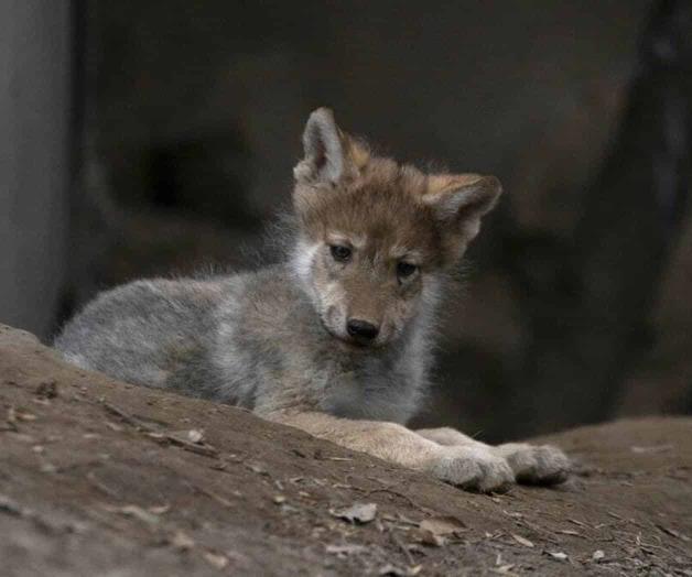 Camada de lobos en México; esperanza para evitar extinción