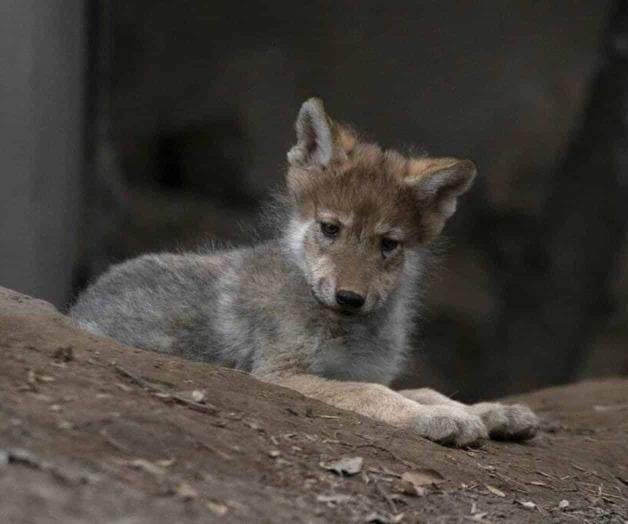 Nace camada de lobos en México Nace camada de lobos en México