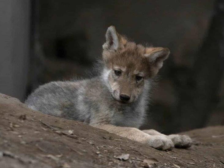 Nace camada de lobos en México