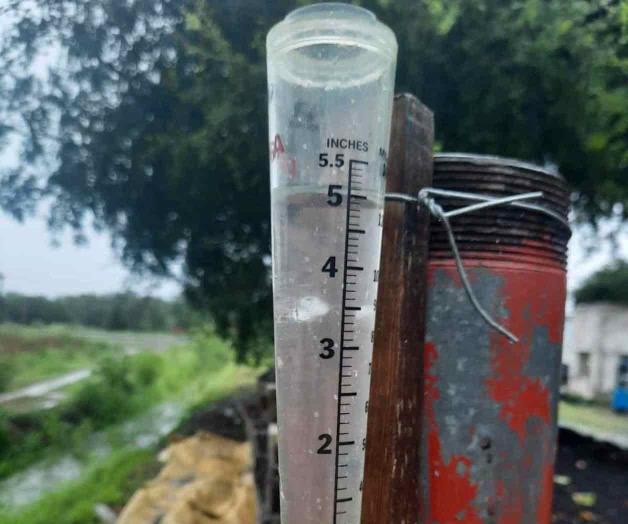 Nuevamente se retrasa la cosecha del sorgo Nuevamente se retrasa la cosecha del sorgo