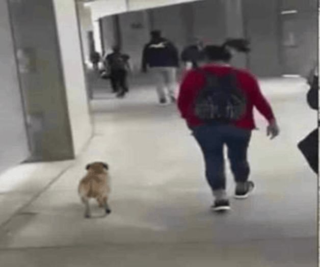 Vetan ingreso de canes de países de alto riesgo Vetan ingreso de canes de países de alto riesgo