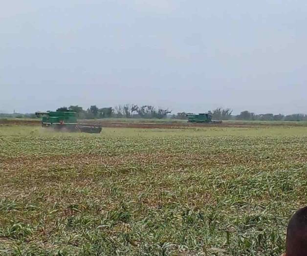 Falta por trillar 30% Falta por trillar 30%