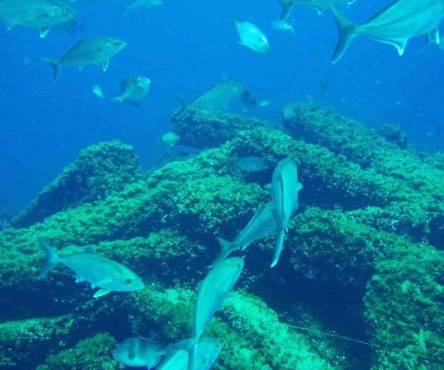 Beneficia a la economía local el arrecife artificial