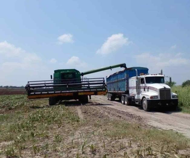 Prevén pérdidas graves por sorgo Prevén pérdidas graves por sorgo