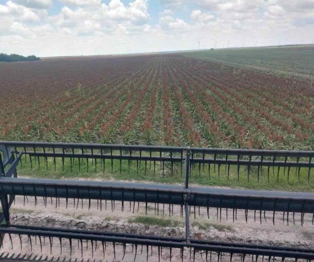 Bendicen lluvias los campesinos Bendicen lluvias los campesinos