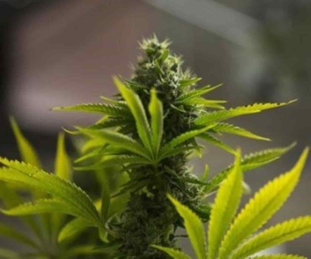 Colombia avala exportación de flor seca de cannabis