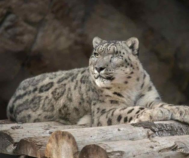 Leopardo no vacunado en Zoológico de San Diego contrae COVID Leopardo no vacunado en Zoológico de San Diego contrae COVID