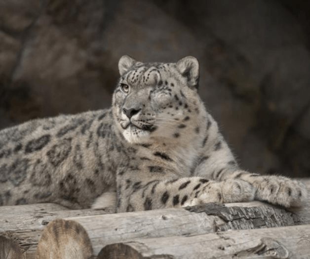 Leopardo no vacunado en Zoológico de San Diego contrae COVID Leopardo no vacunado en Zoológico de San Diego contrae COVID