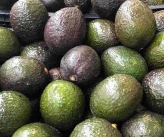 Sube kilo de aguacate Sube kilo de aguacate