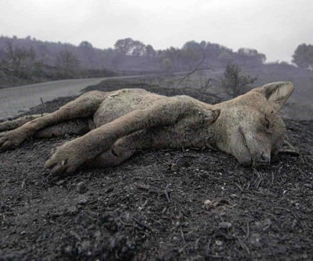 Alerta en Cerdeña, Italia, por extensos incendios forestales Alerta en Cerdeña, Italia, por extensos incendios forestales