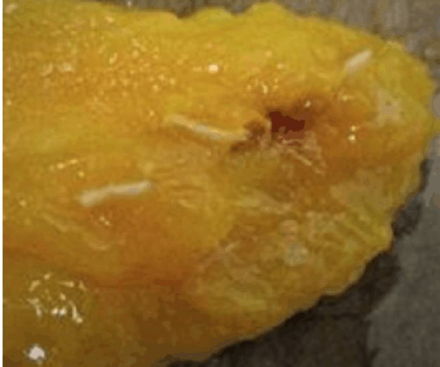 Descubren larvas en carga de mango