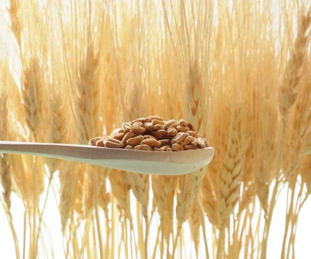 Disminuyen 8.6% cosechas Disminuyen 8.6% cosechas