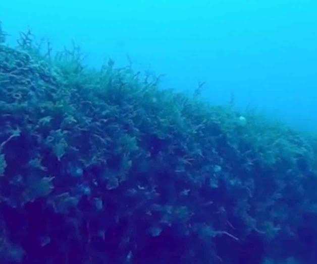 Convierten buque en arrecife artificial Convierten buque en arrecife artificial