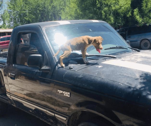 Abandonan perros dentro de camioneta Abandonan perros dentro de camioneta